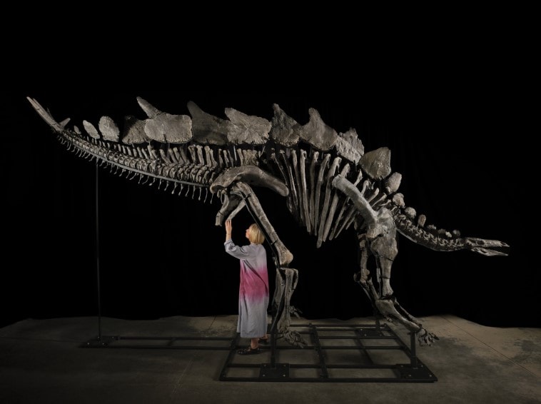 Dinozor fosili 44,6 milyon dolara satıldı