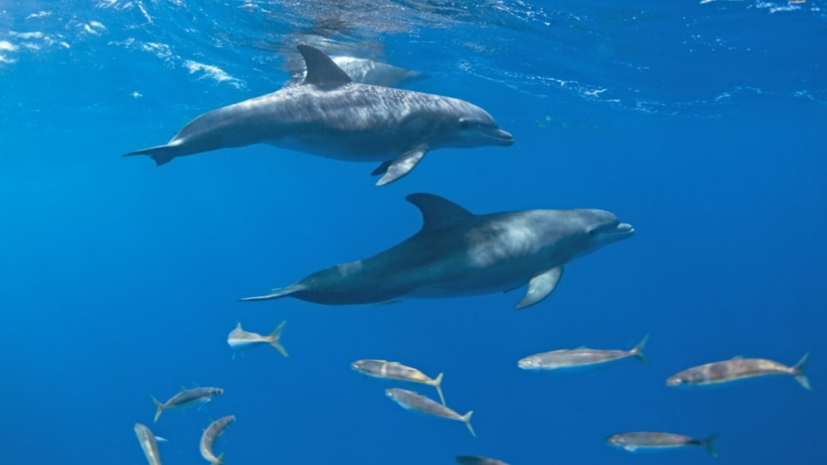 Dost canlısı olarak biliniyordu: Saldırgan yunus dehşet yarattı