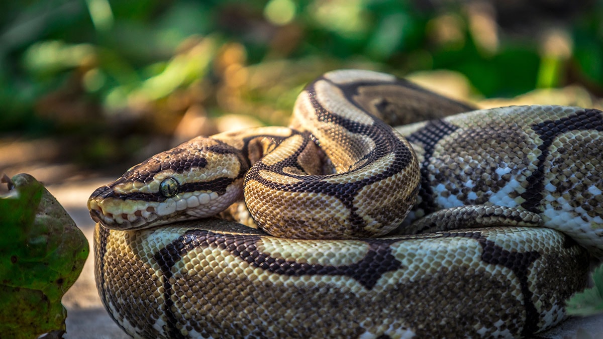 Dünyanın en büyük yılanı yakalandı! Ağlı piton yılanı hakkında neler biliniyor?