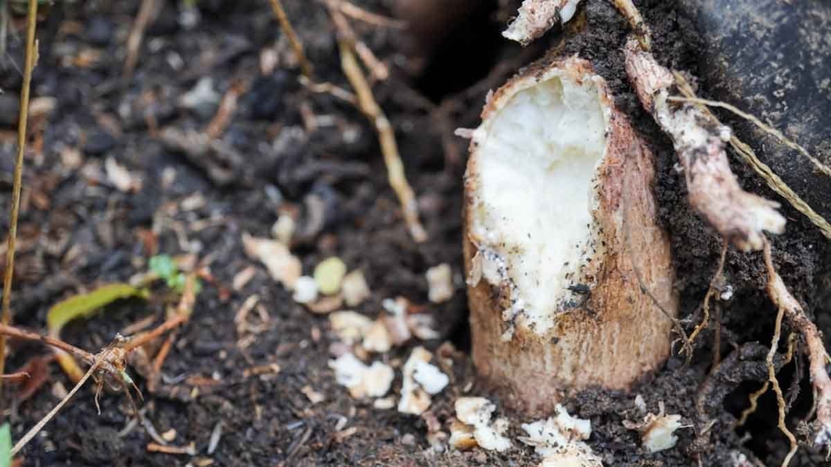 Dünyanın en ölümcül sebzesi: Yaklaşık 500 milyon insan onu yemeye devam ediyor…