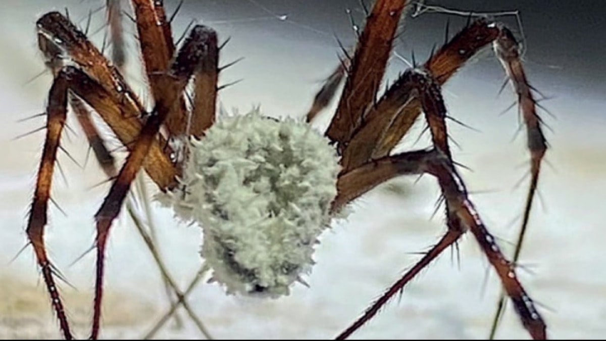 Barut deposunda bulundu! Örümcekleri ‘zombiye’ dönüştüren mantar türü keşfetti