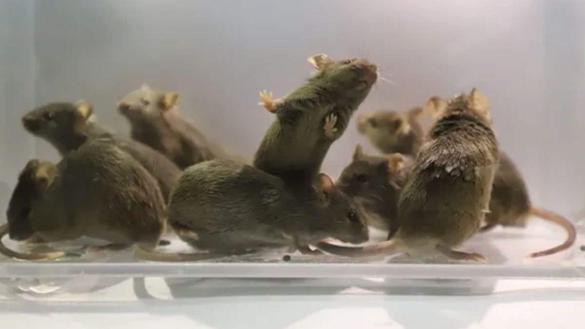 İki babalı fareler ‘gen-etik’ tartışmalarla doğdu!