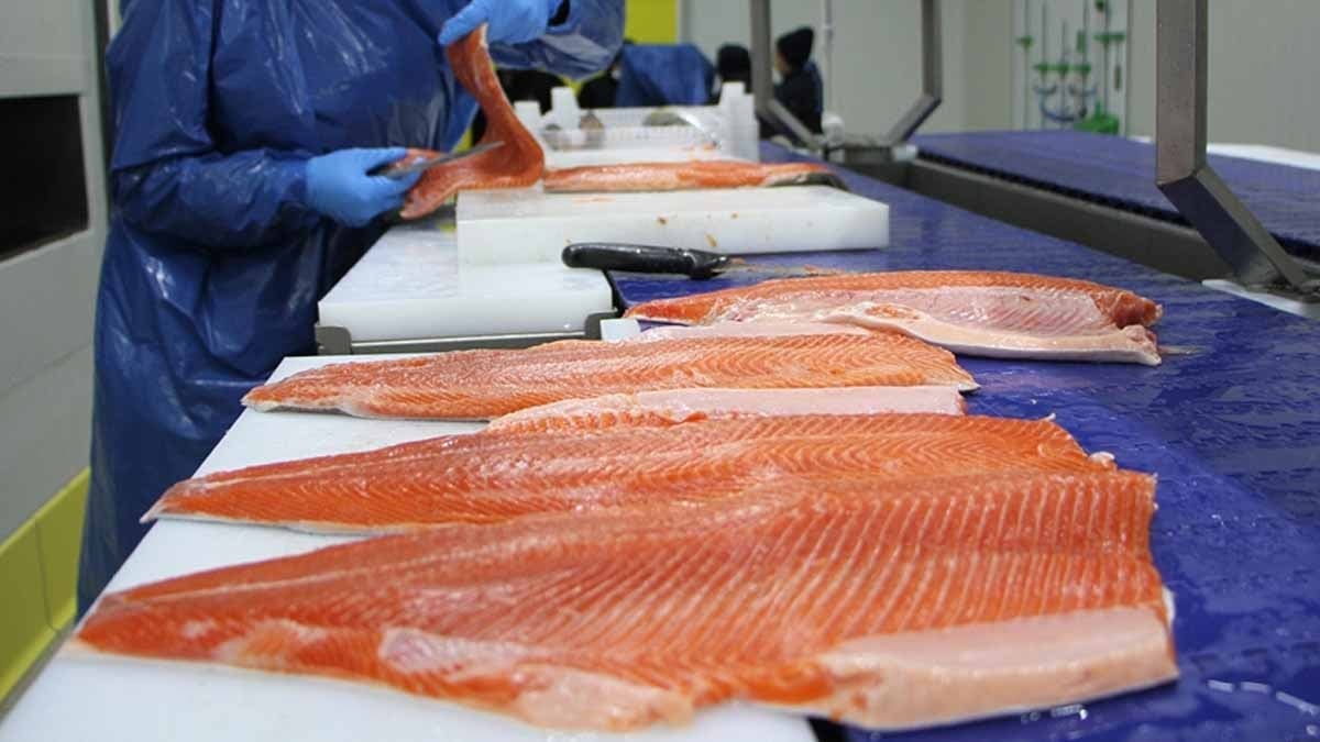 Herkes somon sanıyordu ama… İşte BBC’nin araştırmasına göre en sağlıklı balık: 100 üzerinden 89 gibi dikkat çekici bir puan aldı