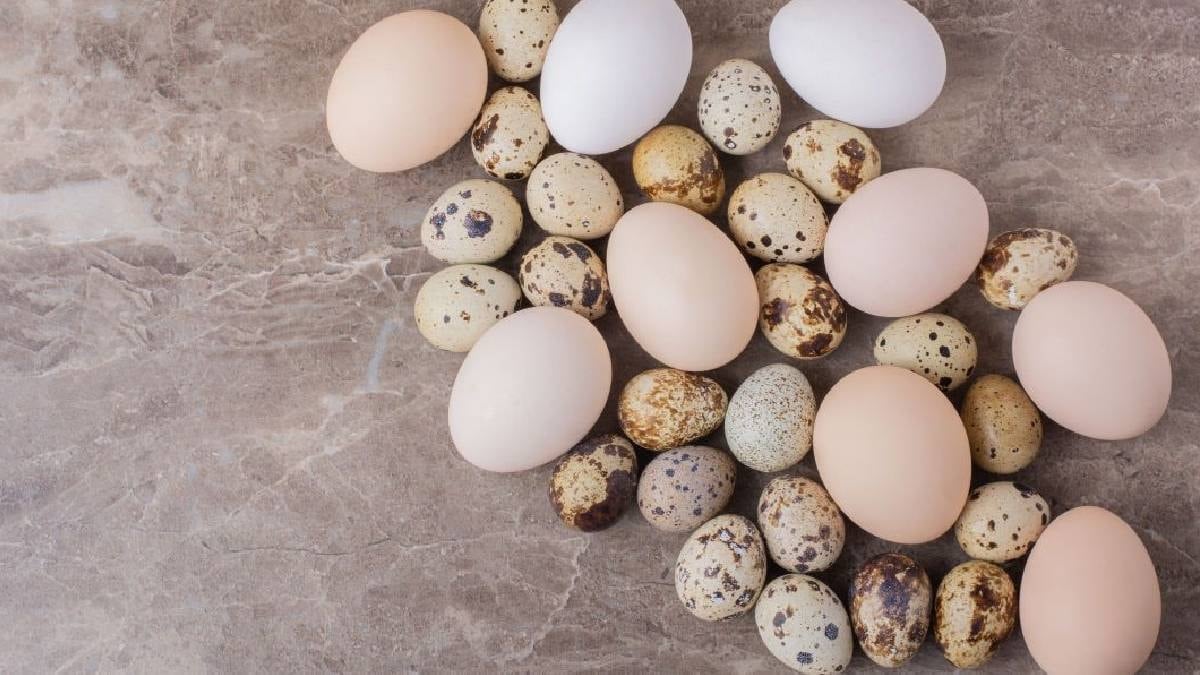 Tavuk yumurtası mı yoksa bıldırcın yumurtası mı? Hangisi daha sağlıklı