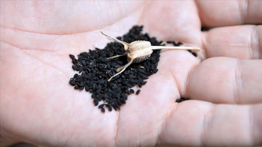 Çörek otunu aç karnına yutanda o sorundan eser kalmıyor