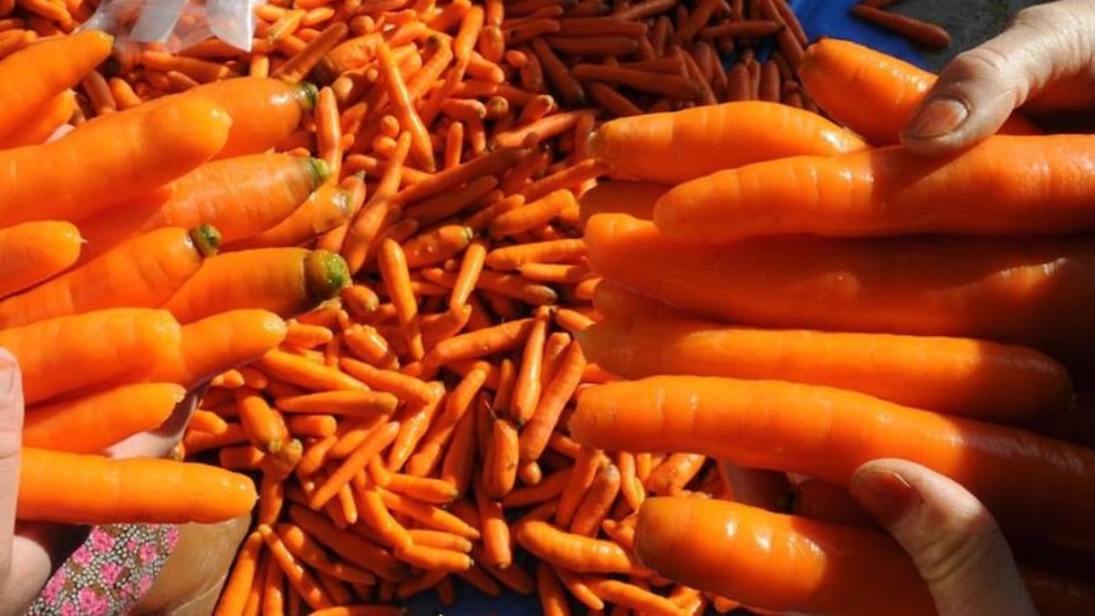 Gıda skandalında sıra havuca geldi: Avrupa’dan geri gönderildi, zehir saçıyor