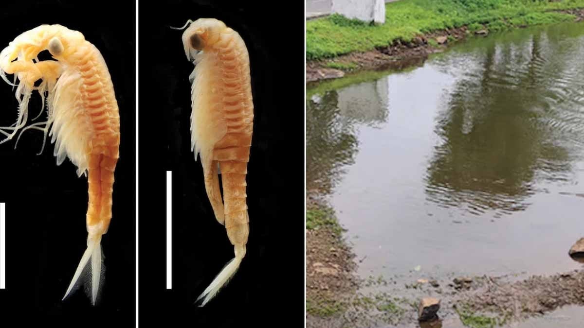 Hindistan’da yeni bir canlı keşfettiler, verdikleri isimle gönülleri fethettiler!