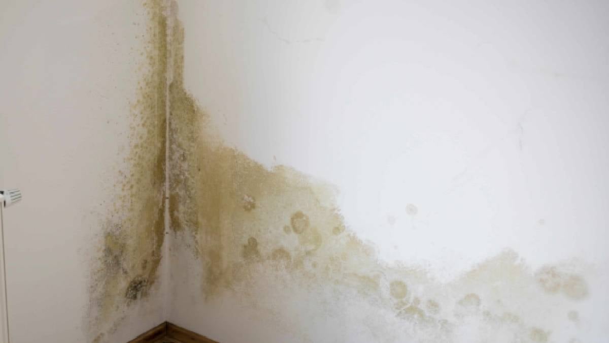 Odaya bir tane koymanız yetiyor: Rutubeti hemen yok ediyor