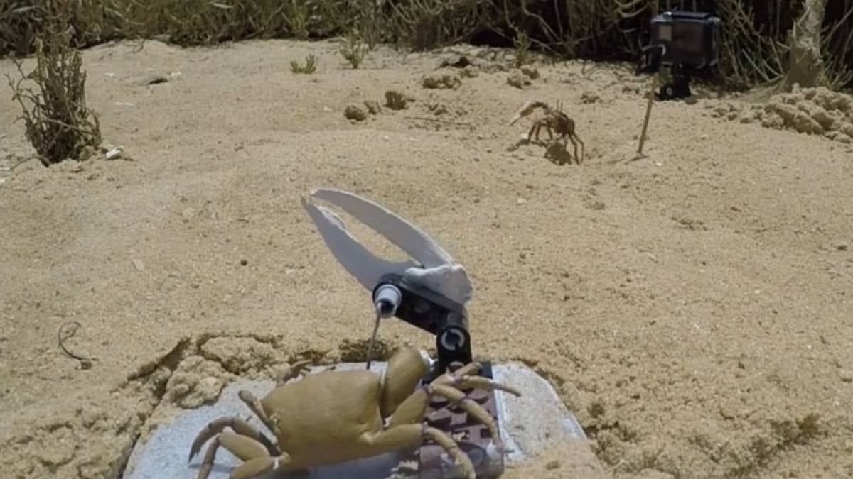 Robotlar ile hayvanlar arasında ilk savaş: Büyük yenilgi oldu