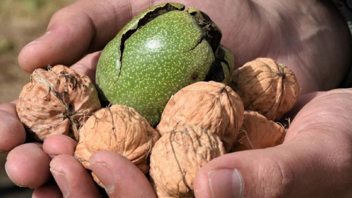 Cevizin ne içi ne de kabuğu en faydalı kısmı bakın neresiymiş