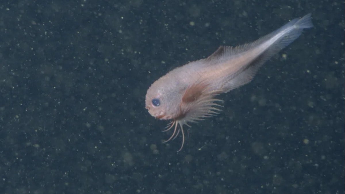 İlk defa görüntülendi: 4 bin metre sürpriz getirdi