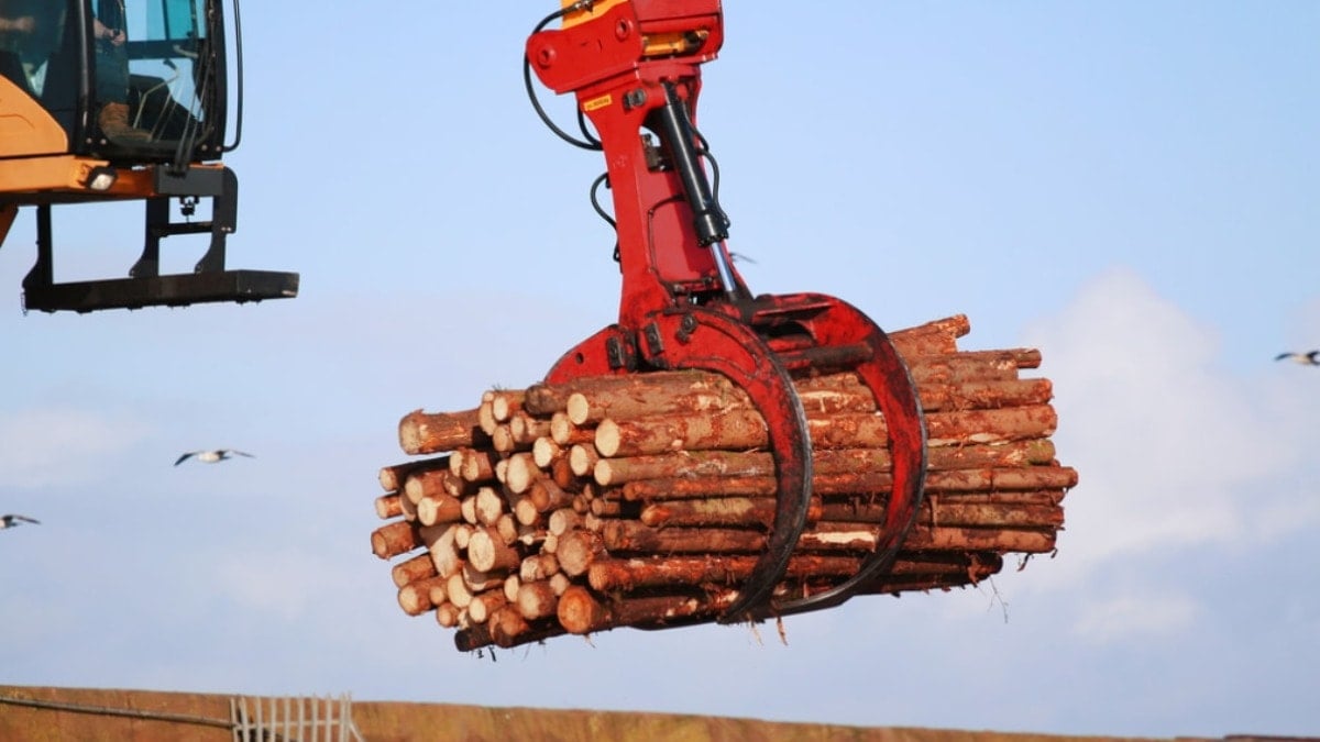 Kağıt üretmek için yeni yöntem: Artık ağaç kesilmeyecek