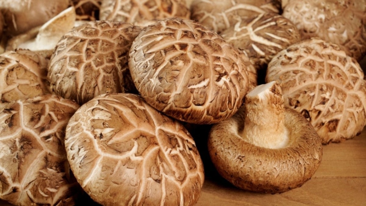 Mantarla çalışan bilgisayar belleği üretildi