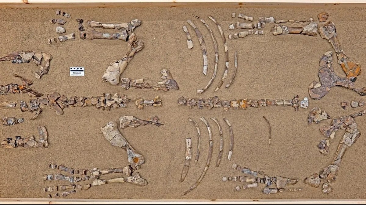 Evrim tarihin değiştirecek fosil bulundu: 23 milyon yıllık